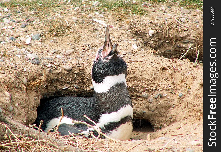 Magellan penguin in Peninsula Valdes, Argentina