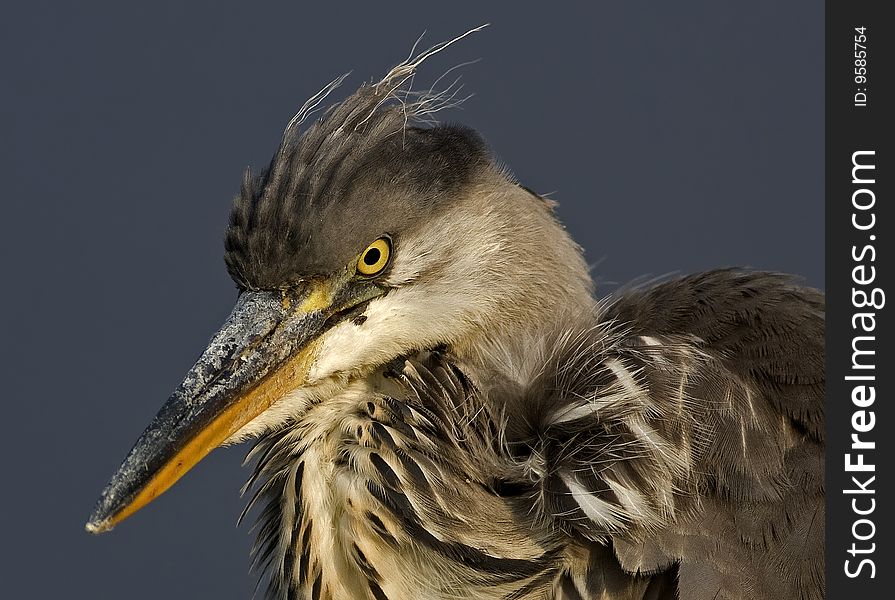 Portrait of a grey heron