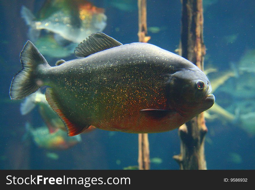 Piranhas fish that could bite off your finger!