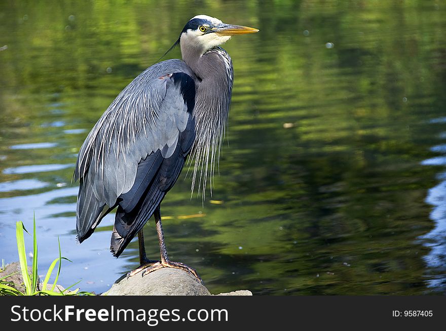 Great blue heron with the blured water background