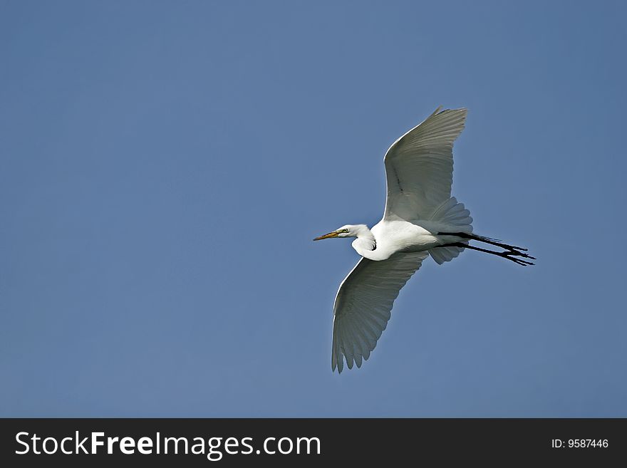 Great Egret in Flight