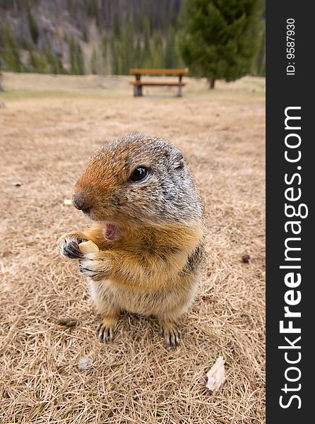 A ground squirrel at a picnic site eats a handout. A ground squirrel at a picnic site eats a handout.