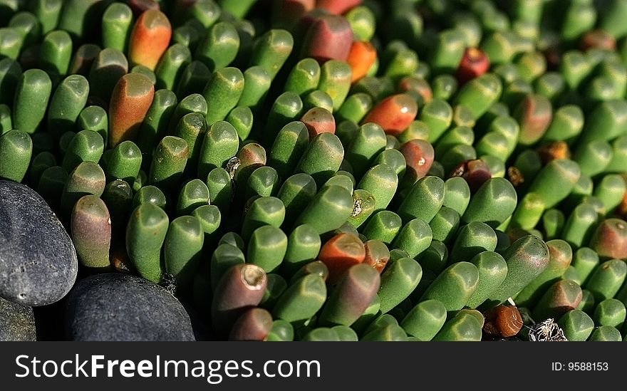 Colorful Close Up Of A Plant