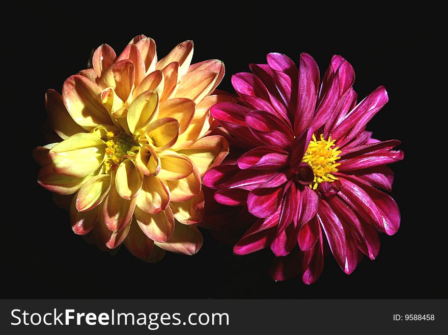 Close-up with two dahlia. Close-up with two dahlia