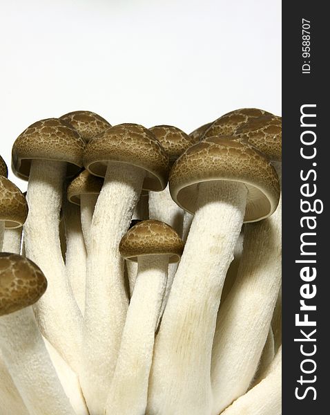 Mushrooms isolated on white background.