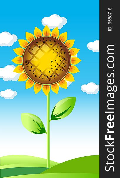 Vector illustration of beautiful sunflower. Summer landscape. Vector illustration of beautiful sunflower. Summer landscape