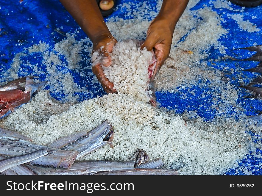 The process of making dry food salted fish. The process of making dry food salted fish