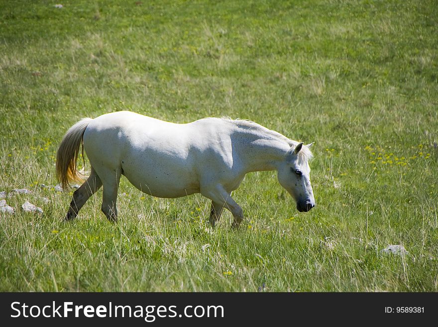 White horse in the meadow with green grass