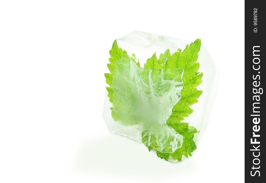 Cube of ice with a leaf