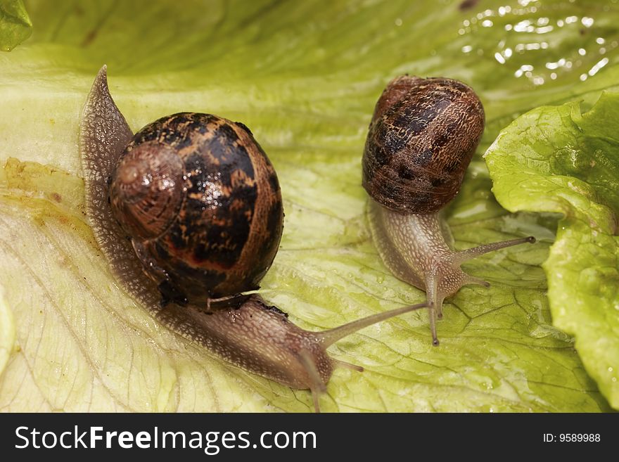 Two snail of the green Salad