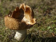 Free Mushroom, Fungus, Edible Mushroom, Penny Bun Stock Photo - 95822030