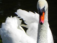 Free Bird, Swan, Water, Water Bird Royalty Free Stock Photography - 95824887