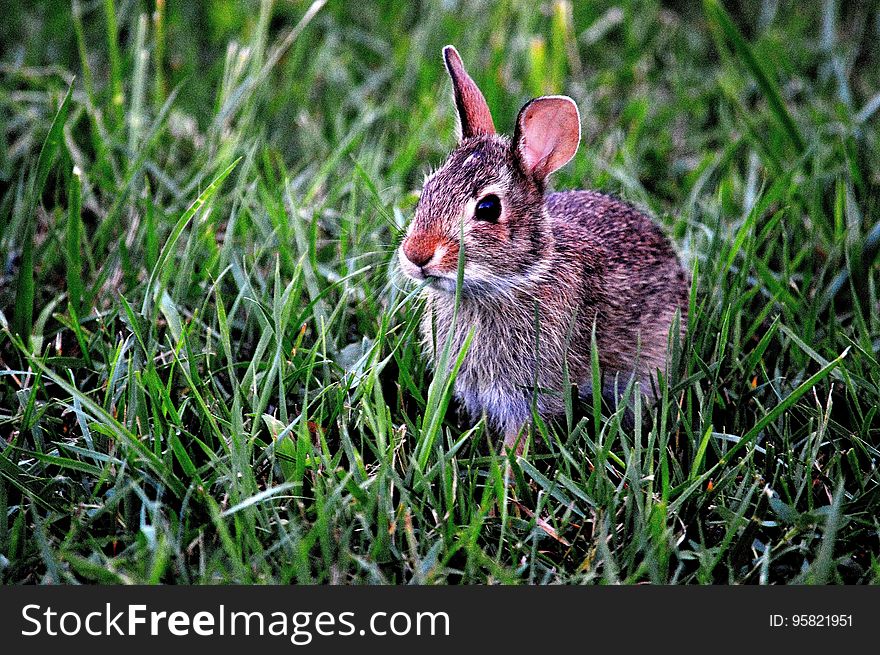 Fauna, Mammal, Rabbit, Rabits And Hares