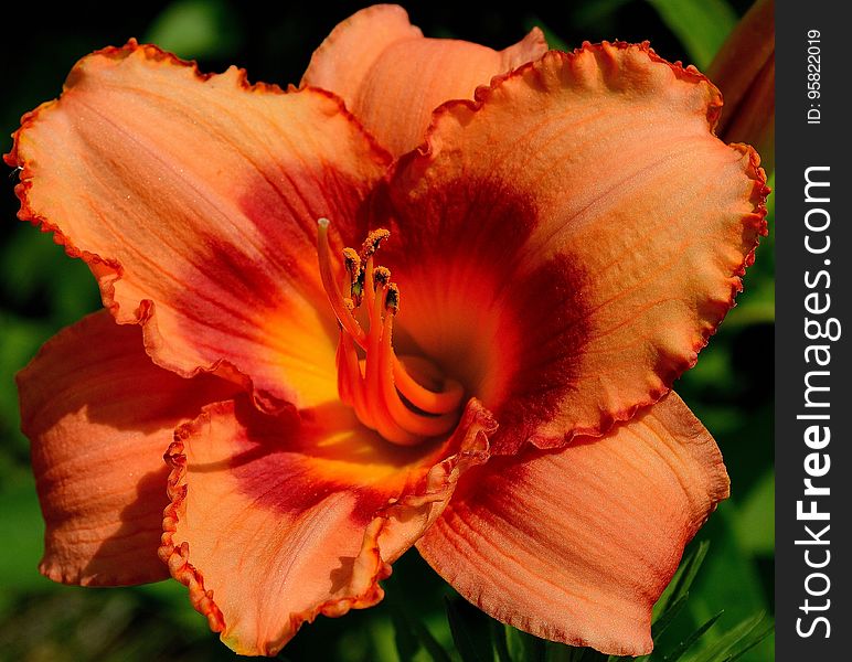 Daylily, Close Up, Petal, Flower