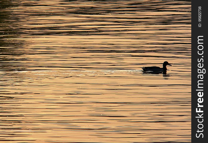 Water, Reflection, Sky, Water Bird