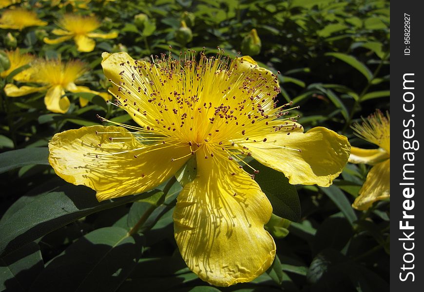 Flower, Yellow, Hypericaceae, Plant