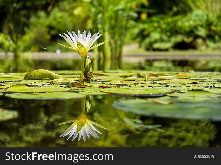 Water, Reflection, Flora, Flower