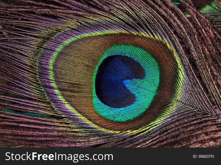 Feather, Close Up, Peafowl, Material