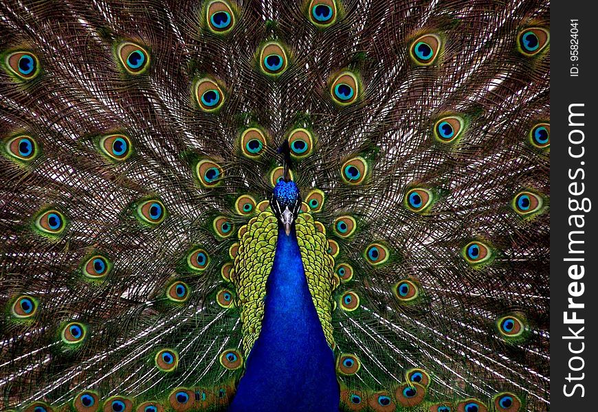 Peafowl, Vertebrate, Feather, Galliformes