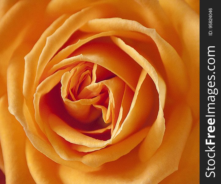 Flower, Orange, Rose, Yellow