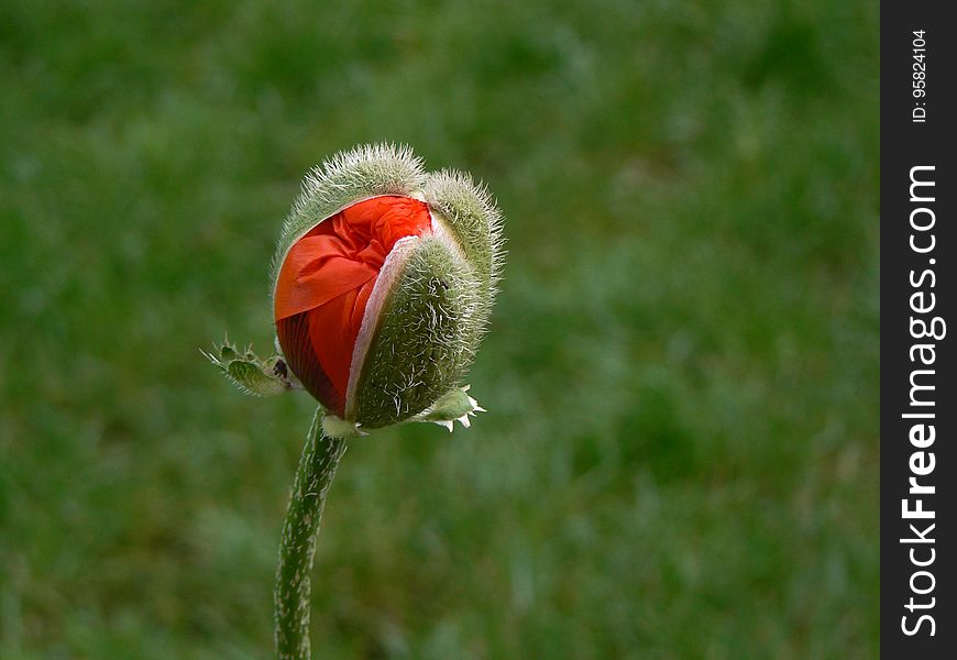 Flower, Bud, Plant, Poppy