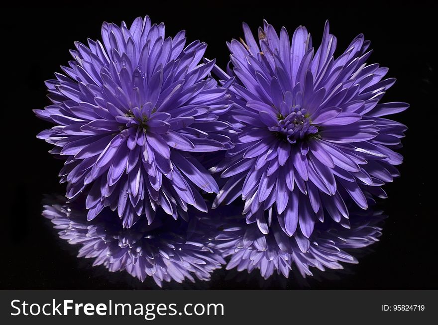 Flower, Purple, Violet, Aster