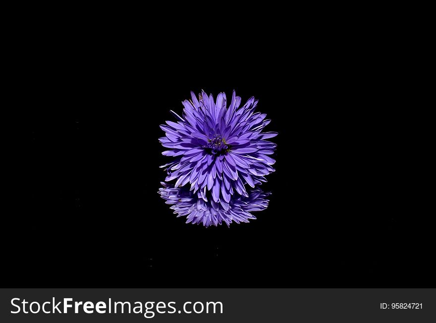 Flower, Violet, Purple, Close Up