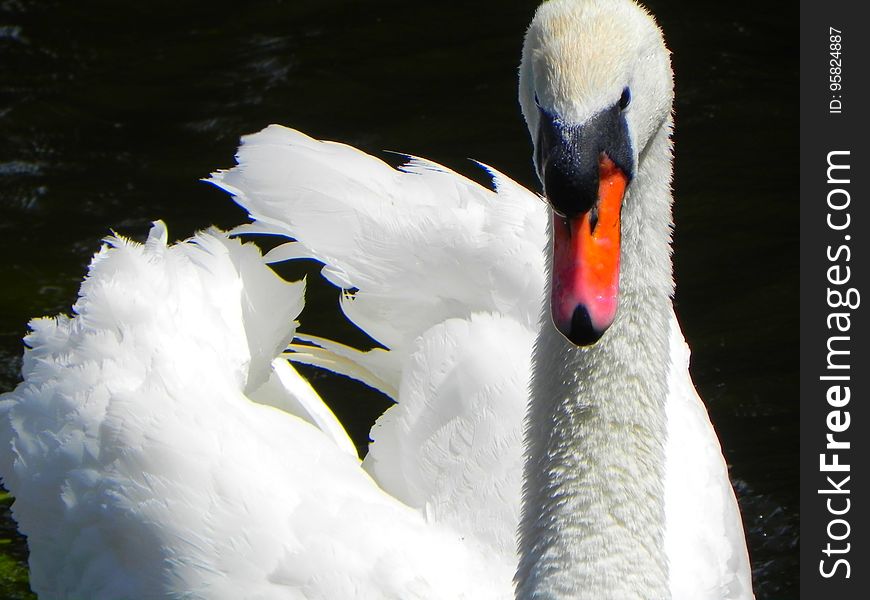 Bird, Swan, Water, Water Bird