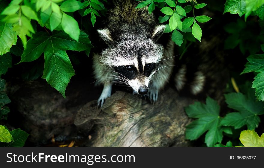 Raccoon, Fauna, Mammal, Procyonidae