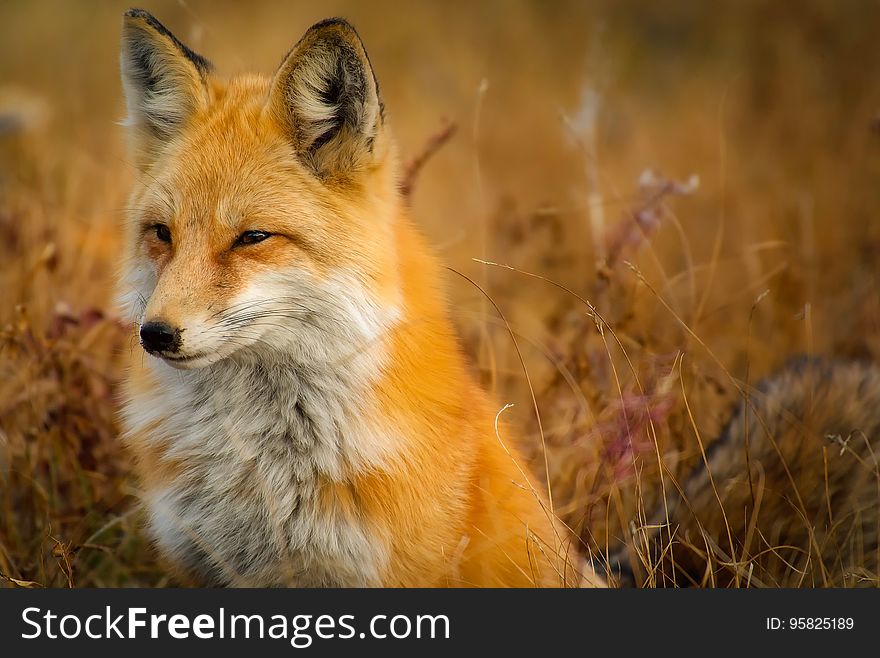 Fox, Wildlife, Red Fox, Mammal