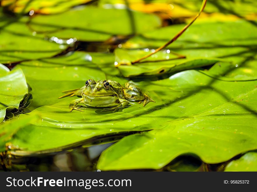Water, Ranidae, Vegetation, Leaf