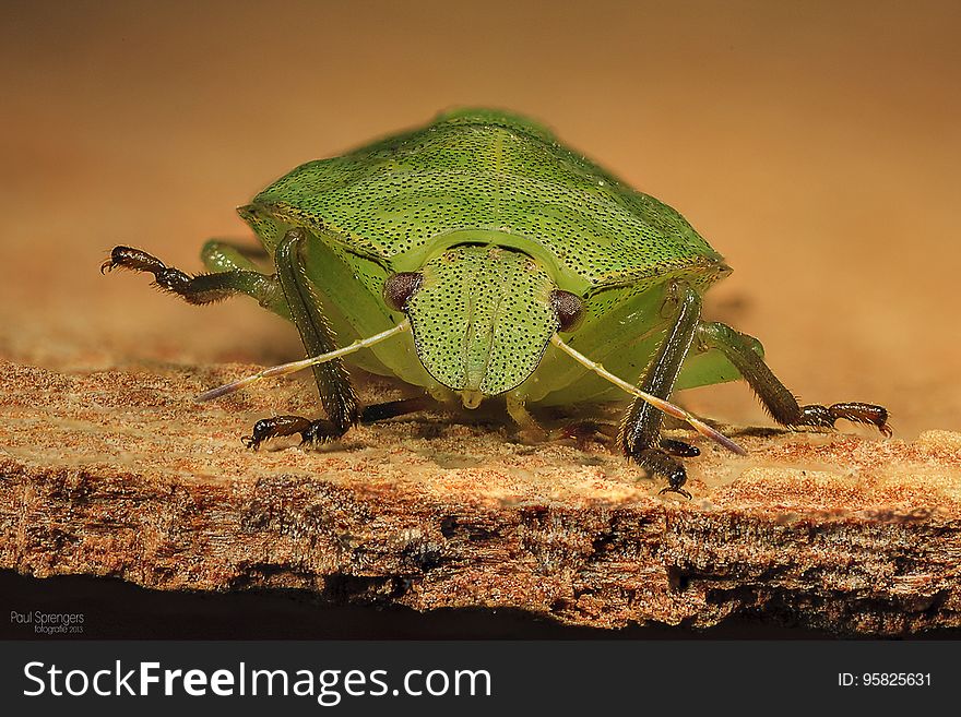 Insect, Fauna, Invertebrate, Macro Photography