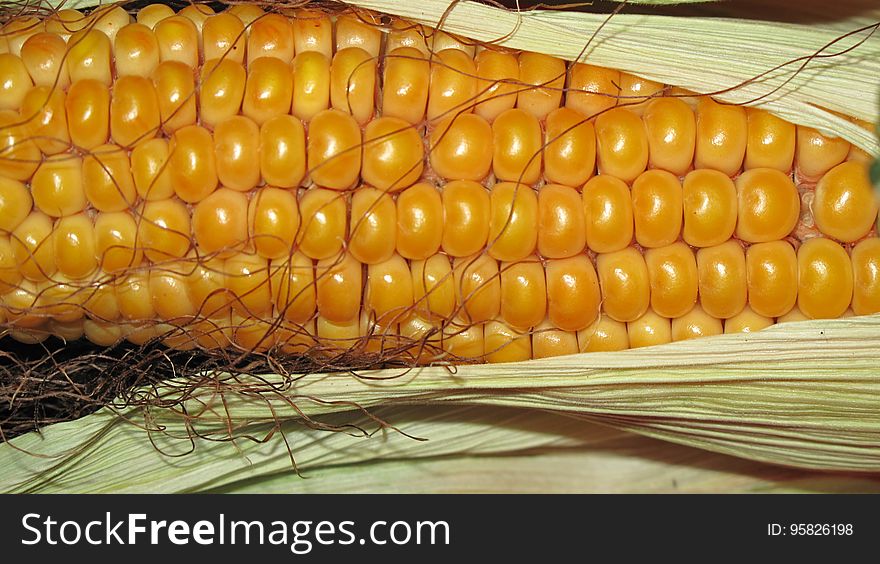 Corn Kernels, Maize, Corn On The Cob, Sweet Corn