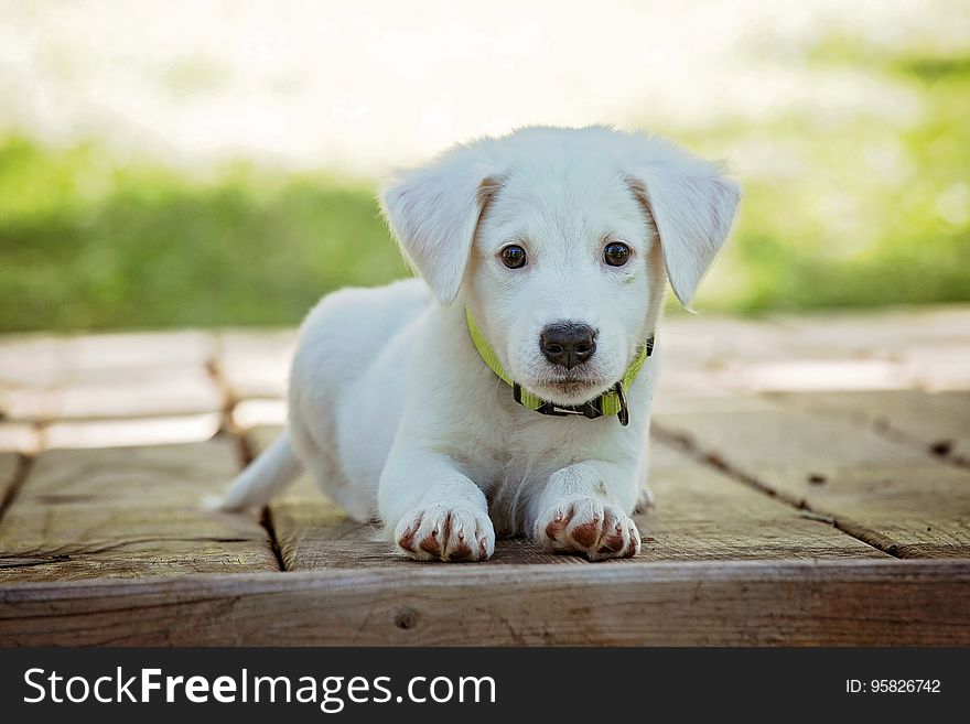 Dog, Dog Breed, Dog Like Mammal, Dog Breed Group