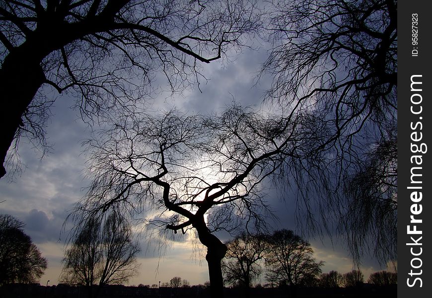 Sky, Tree, Branch, Nature