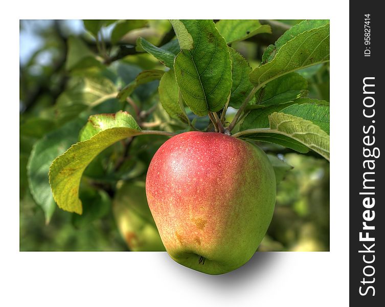 Fruit, Apple, Fruit Tree, Natural Foods
