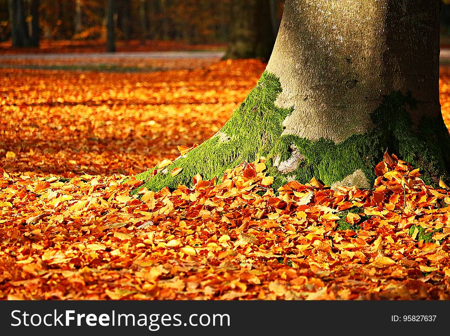 Leaf, Autumn, Deciduous, Tree