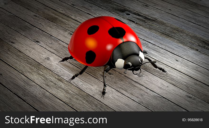 Red, Ladybird, Insect, Beetle