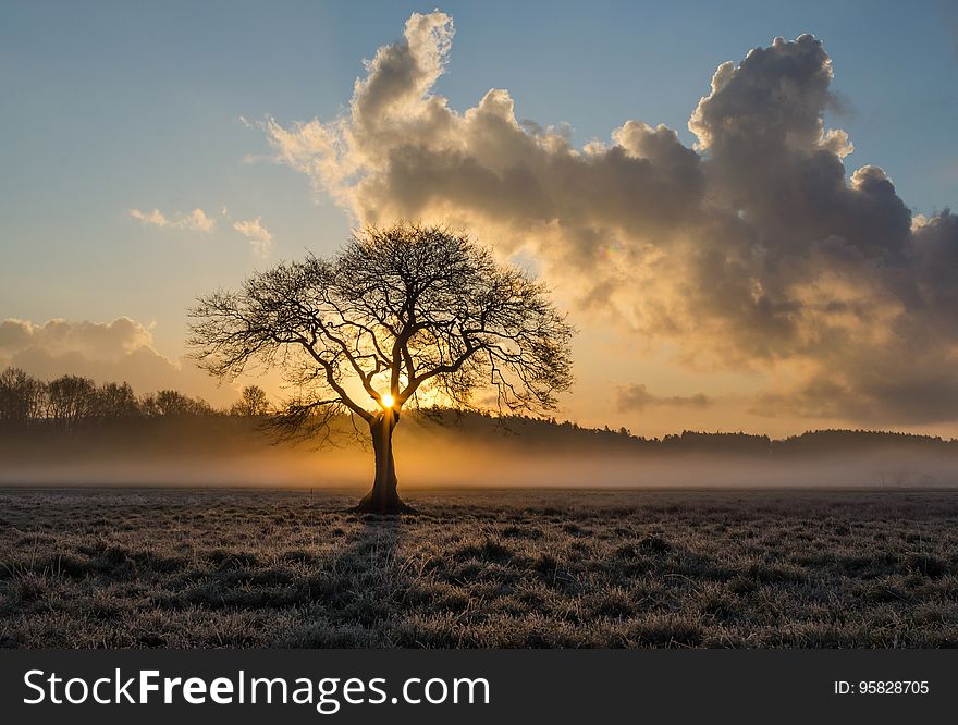 Sky, Tree, Dawn, Morning