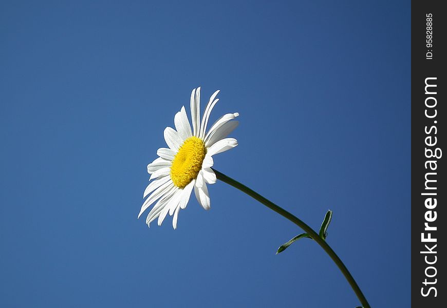 Flower, Oxeye Daisy, Sky, Yellow