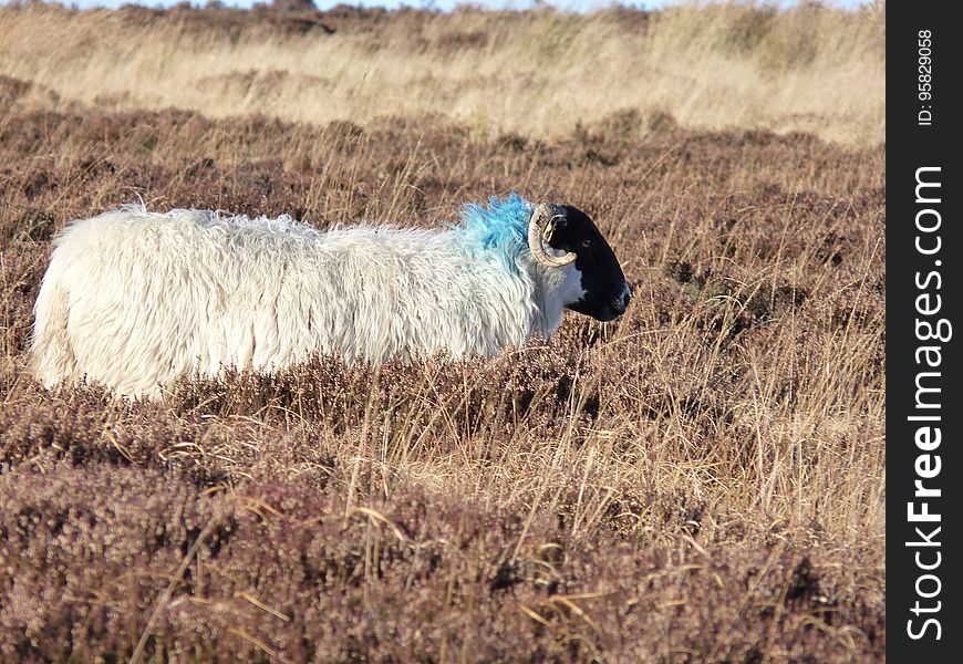 Sheep, Hay, Grass, Field