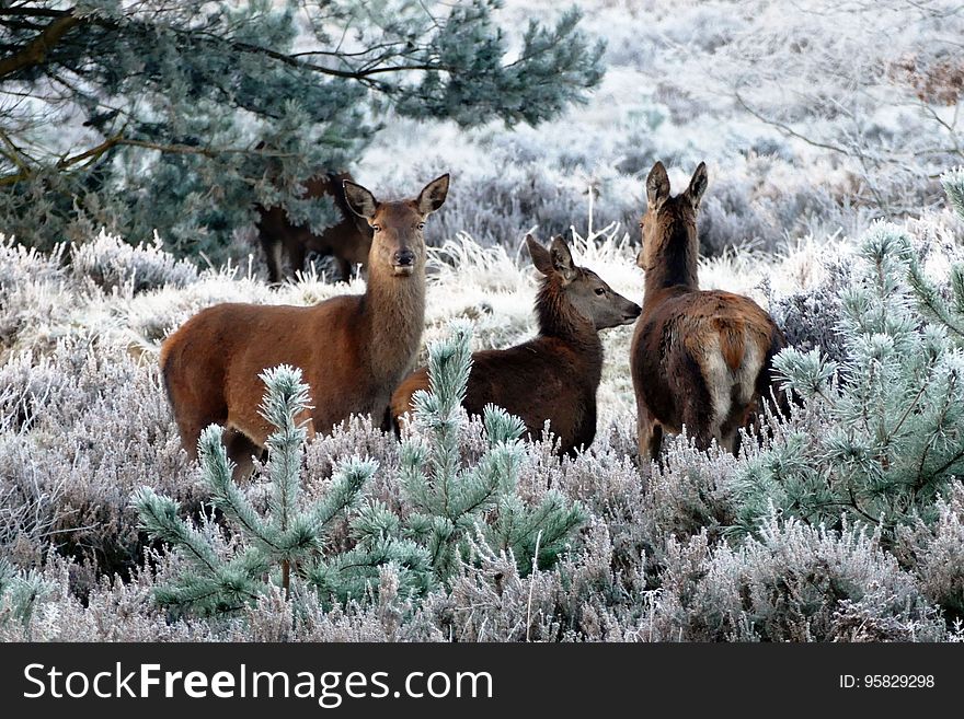 Wildlife, Fauna, Mammal, Deer
