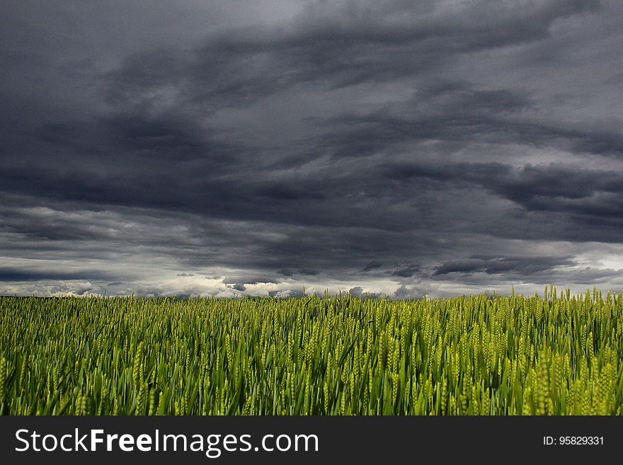 Sky, Grassland, Field, Ecosystem