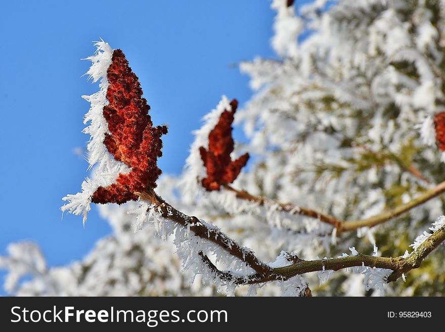 Winter, Leaf, Branch, Sky