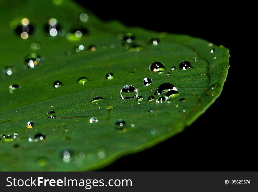 Dew, Water, Green, Drop