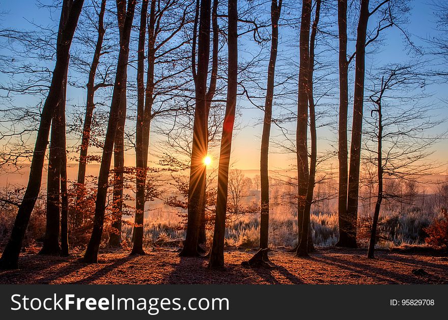 Sky, Tree, Nature, Forest