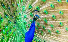 Free Peafowl, Ecosystem, Feather, Bird Royalty Free Stock Photos - 95831378