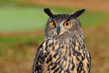 Free Owl, Bird, Beak, Bird Of Prey Royalty Free Stock Photography - 95834237