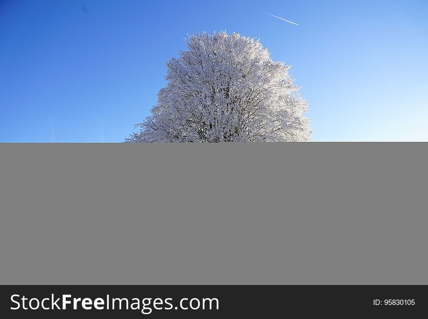 Sky, Tree, Daytime, Cloud