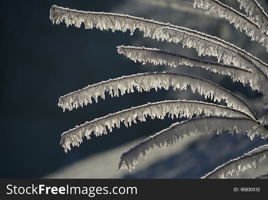 Freezing, Frost, Close Up, Atmosphere Of Earth